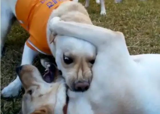 After a year of study by a slag guide dog and knowing that it has this 