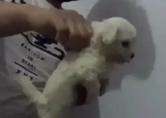 The lead man squeezed the dog's skin with one hand, caught it shaking, and the dog got scared