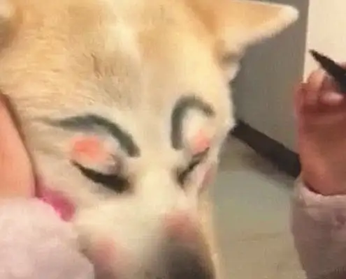 When a girl comes home from work, she sees her daughter in the dog's face, but it hurts a little