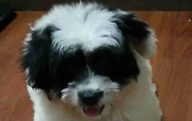 The baby dog was left in a small box, and when the girl brought it back, the dog was happy to turn around