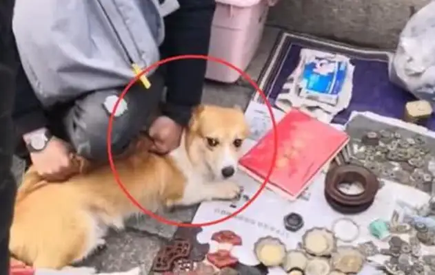 Dog crashes into the old stall, smashes three china. Master: The dog pays you
