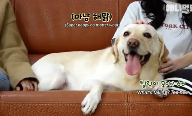 After a year of study by a slag guide dog and knowing that it has this 