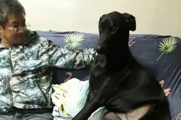 When a man was slapped by a dog, he looked up and couldn't breathe. Gas