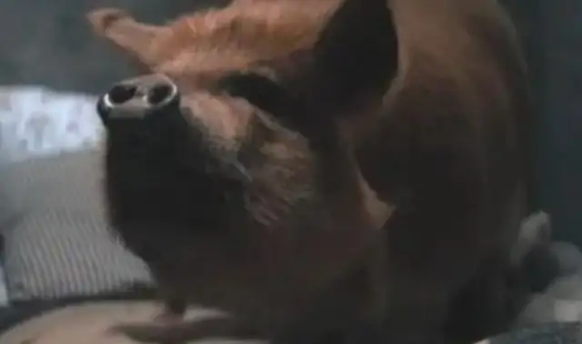 A dog drives Keenu crazy. A pig makes Cage sad