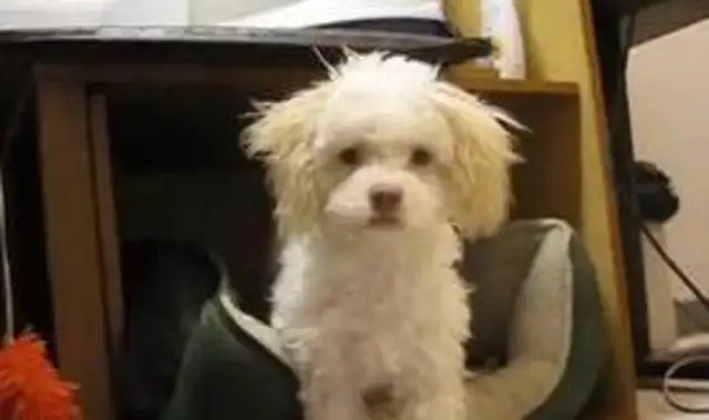 The dog was found, and he came to think, "Secret!"!