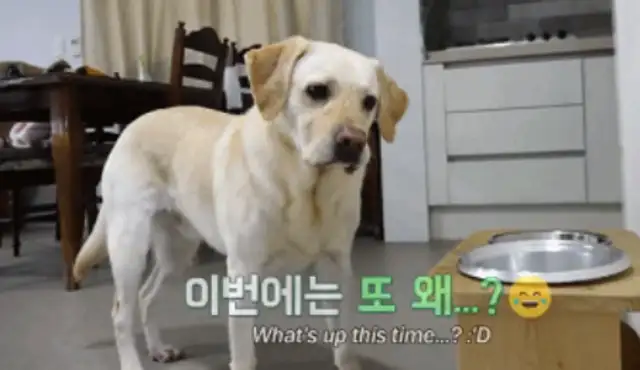 After a year of study by a slag guide dog and knowing that it has this 