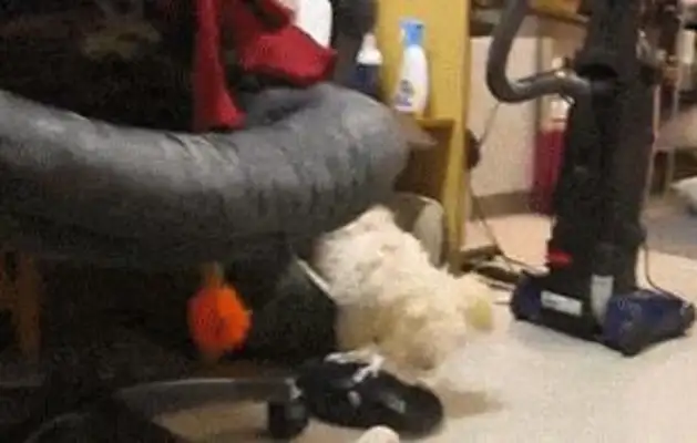 The dog was found, and he came to think,
