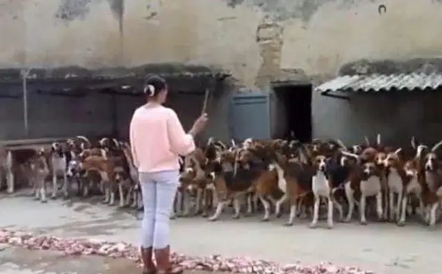 One hundred and fifty dogs go to dinner. Big family dogs have rehearsals. Dogs know how to eat