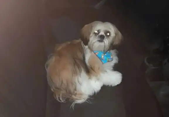 The passenger didn't pay the dog to pay the debt. The driver's down: I got a dog