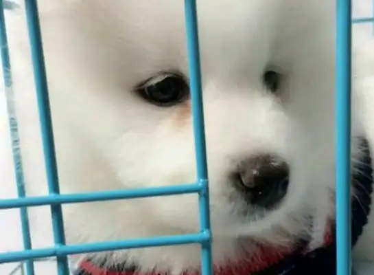 College students share their experience of buying dogs and being cheated