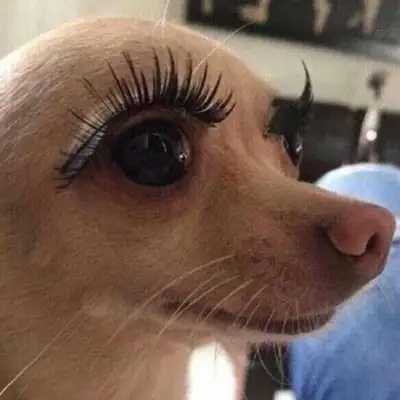 When a girl comes home from work, she sees her daughter in the dog's face, but it hurts a little