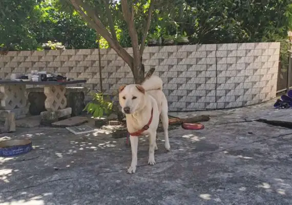 It's nice to have a dog in the yard. It's a housekeeper in broad daylight and a bodyguard at night