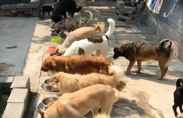 One hundred and fifty dogs go to dinner. Big family dogs have rehearsals. Dogs know how to eat