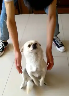 Dogs learn how to deal with the china, play it in front of their little master