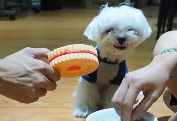 Dogs eat food, family cannot come near! Even bringing a bone close to it was attacked without distinction