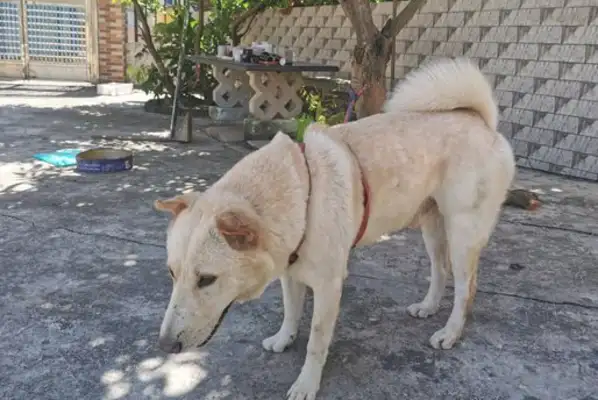It's nice to have a dog in the yard. It's a housekeeper in broad daylight and a bodyguard at night