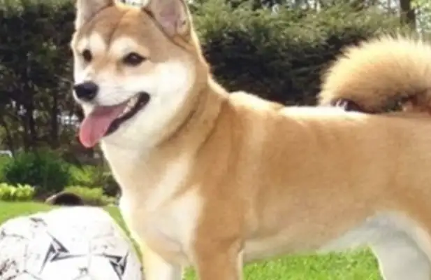Take the dog to his parents' house for a while, and you'll be surprised