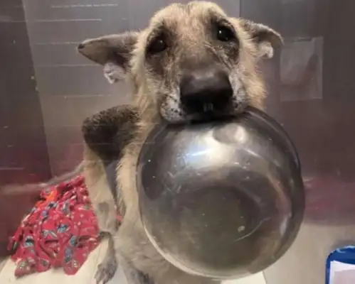 Pure doggies always carry a pot, but they don't want to eat