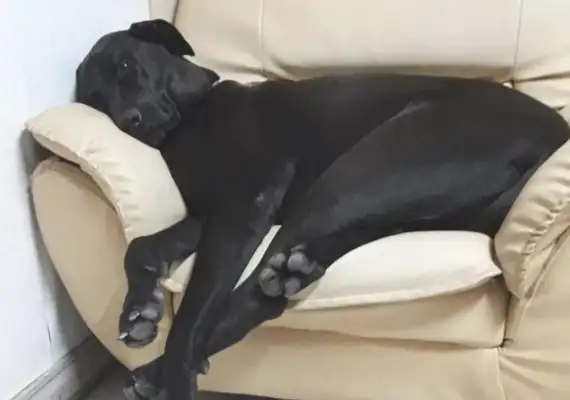 When a man was slapped by a dog, he looked up and couldn't breathe. Gas