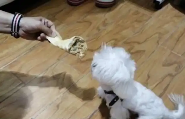 Dogs eat food, family cannot come near! Even bringing a bone close to it was attacked without distinction