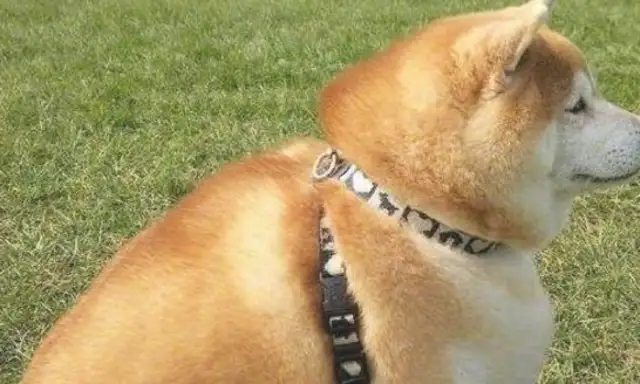 Take the dog to his parents' house for a while, and you'll be surprised
