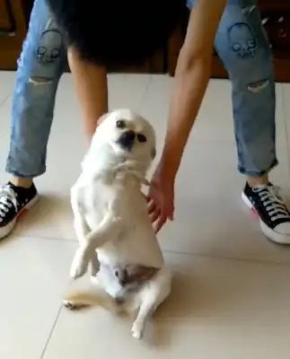 Dogs learn how to deal with the china, play it in front of their little master
