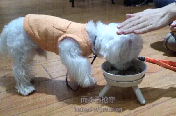 Dogs eat food, family cannot come near! Even bringing a bone close to it was attacked without distinction