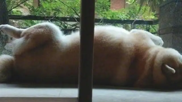 Take the dog to his parents' house for a while, and you'll be surprised