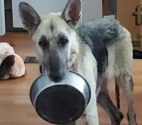 Pure doggies always carry a pot, but they don't want to eat