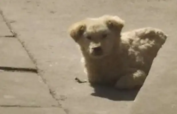 A stray dog happens to be on the street, and it feels like it's getting cold when it's sent to check