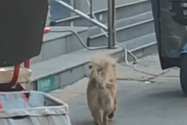 A woman can't tell the name of a strange dog. Netizen: First time I saw a dog in the face
