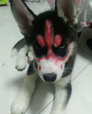 When a girl comes home from work, she sees her daughter in the dog's face, but it hurts a little