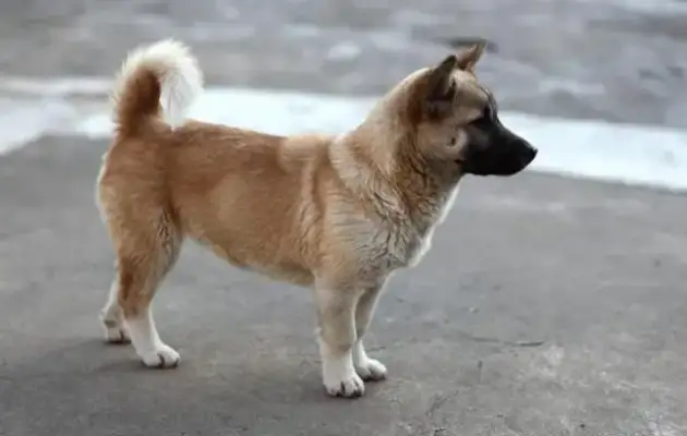 Cooking for a stray dog, he doesn't eat, and when he writes for help, he meets the dog owner