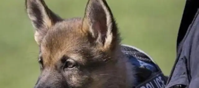 In the course of his training, the dogs were drowsing: no, no, no, no. Yes