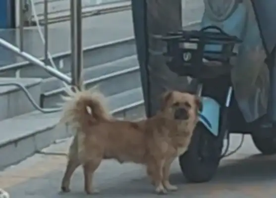 A woman can't tell the name of a strange dog. Netizen: First time I saw a dog in the face