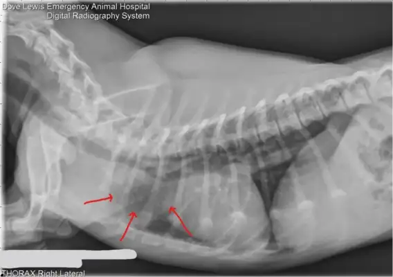 Angular cyclic malformation: hidden murder and treatment of vomiting by salami dogs