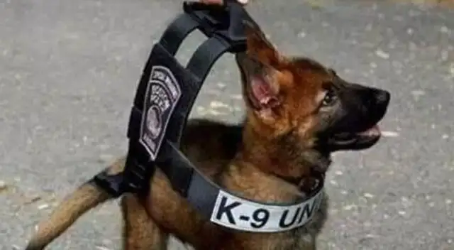 In the course of his training, the dogs were drowsing: no, no, no, no. Yes