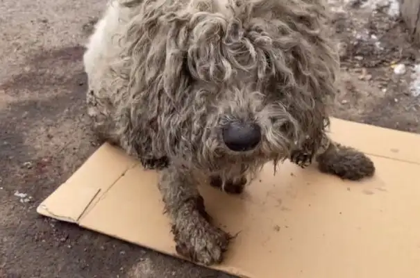 Fortunately, the lost bear dog was found in a car accident