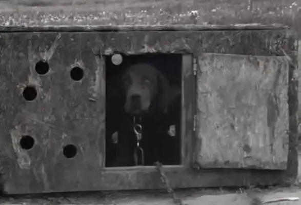 When the master's abandoned dog found his new home, he was so cute