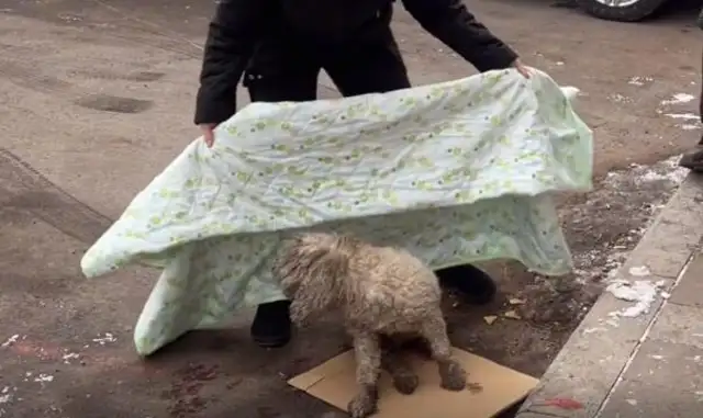 Fortunately, the lost bear dog was found in a car accident
