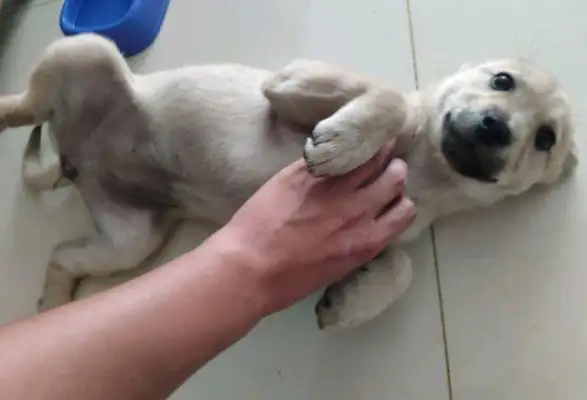 A stray dog would rather jump into the water than trust a boy