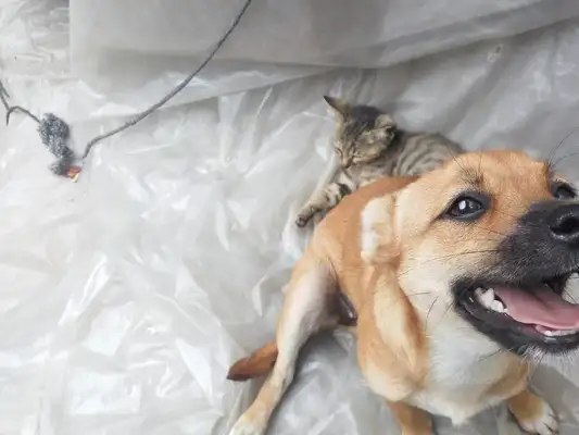 It's not the same day that you die. The homedogs and cats die together