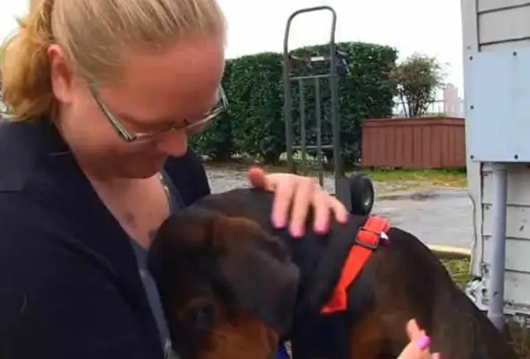 When the master's abandoned dog found his new home, he was so cute