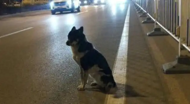 Real-life dog 8! Puppy died in a car accident for 80 days