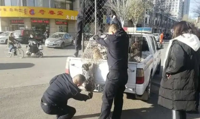 Real-life dog 8! Puppy died in a car accident for 80 days