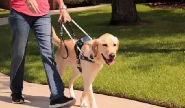 The guide dog must be accompanied by a "four."