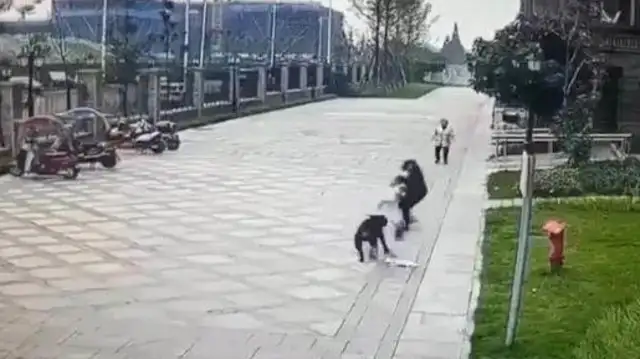 Visiting girls torn by big dogs. Black dogs found. District security watched
