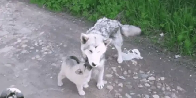 He went away for a month and went home to have another baby