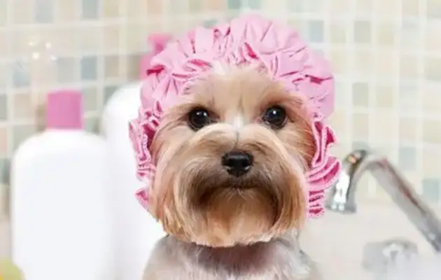 THERE'S A LOT OF BEAUTY PROJECTS. SPAS ARE WORTH OVER A THOUSAND DOLLARS. WHERE ARE THE PETS