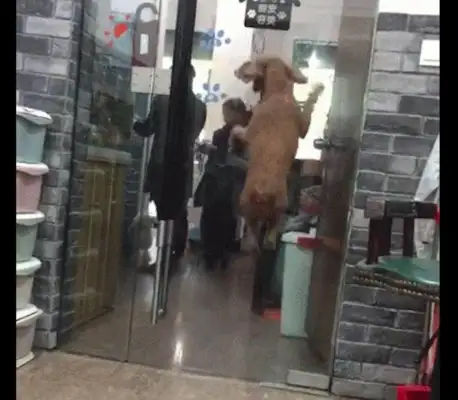 The master comes to the pet store to pick up the dog, and he's so excited and he jumps and he jumps